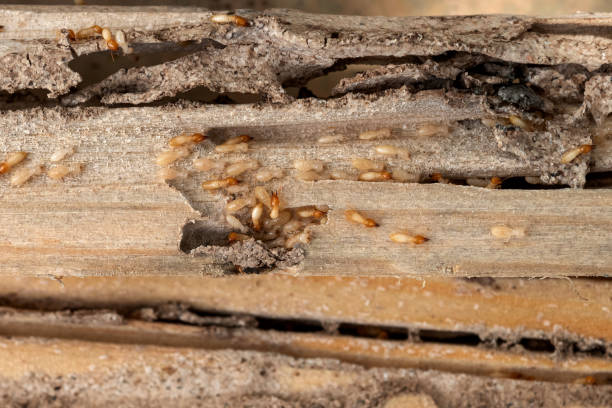 Best Bed Bug Extermination  in Gallipolis, OH